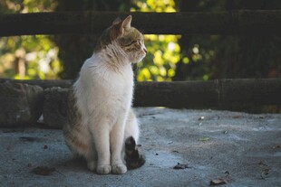 户外端坐的可爱猫咪