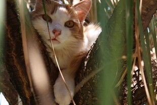 猫咪躲在绿植间张望