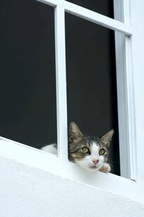 窗边探头的可爱猫咪