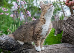 猫咪仰头望手