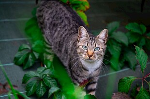 斑纹猫咪于绿植间张望
