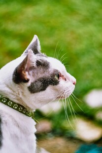 戴项圈的猫咪侧颜