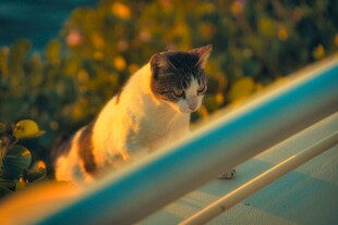 阳光下的猫咪