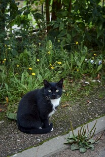 户外黑白色猫咪静坐着