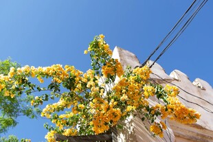 房屋与花