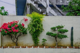 墙边绿植花卉景观