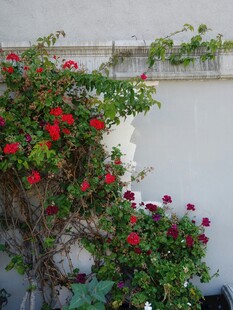 墙边绽放的艳丽红蔷薇