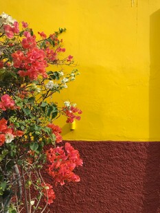 黄墙红花景致