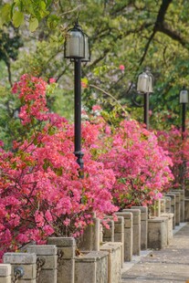 繁花簇拥的林荫步道