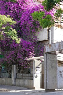 紫色花簇装点的建筑入口