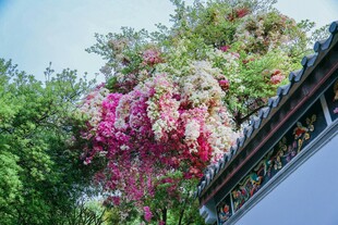 繁花攀附古建筑一角