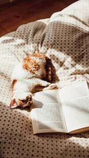 猫咪卧于书本旁惬意时光