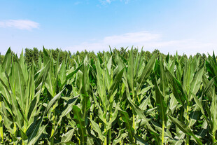 翠绿玉米田