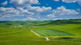 广袤绿野间的田园风光