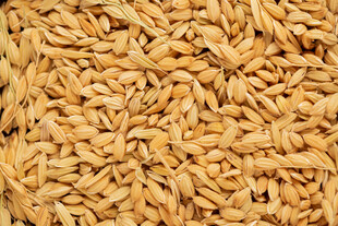 金黄饱满麦粒特写