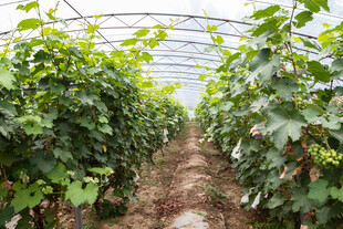 温室中的繁茂葡萄藤