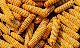 饱满玉米棒特写