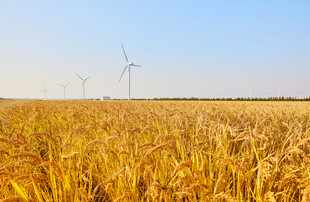麦田与风车的田园景致