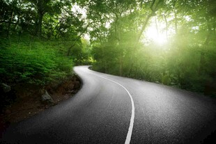 林间阳光照耀的蜿蜒公路