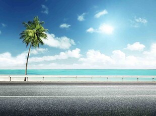 海边公路旁的孤独椰子树