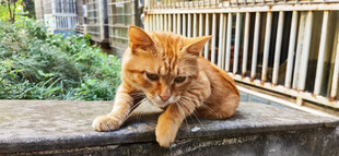 橘猫慵懒趴坐阳台