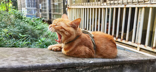 橘猫慵懒趴阳台