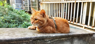 橘猫慵懒趴于户外栏杆处