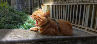 阳光下的橘猫
