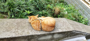 石台上休憩的橘猫