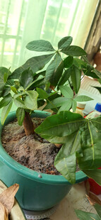 室内绿植盆栽