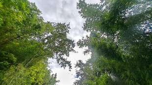 透过竹林仰视天空