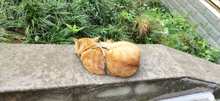 石台上休憩的橘猫背影