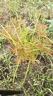 野外生长的多彩水莎草植物