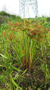 野外生长的红色水莎草植物
