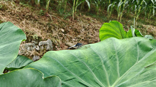 农田中的大片绿叶植物