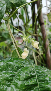绿叶间的豆角与花朵