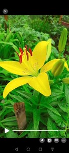 黄色百合花绽放