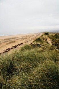 海边沙丘上的茂密青草