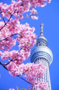 蓝天樱花下的东京塔