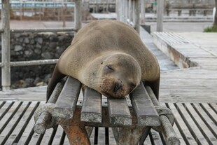 海狮惬意躺卧在木架上
