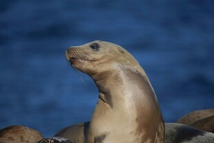 海狮抬头眺望