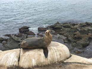 岩石上休憩的海狮