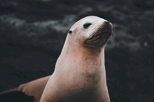 可爱海狮抬头望
