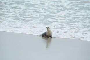 海滩上的海狮