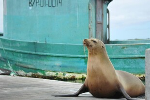 岸边休憩的海狮