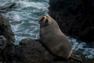 岩石上的海狮