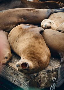 海狮慵懒休憩于码头
