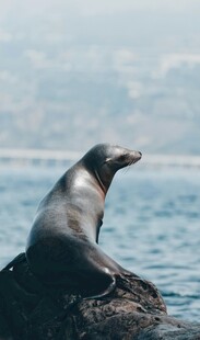 岩石上的海狮