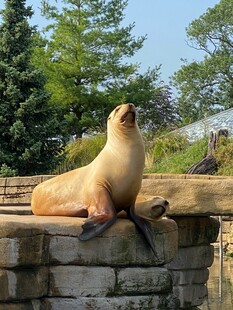 阳光下休憩的可爱海狮