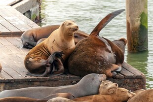 海狮慵懒休憩于码头